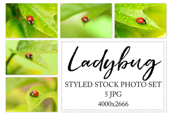 Download Ladybug. Styled Stock Photo Set - Set Collection